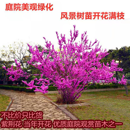 紫荆花树苗庭院景观树耐寒耐旱易成活当年开花绿化观赏满条红花 - 图2