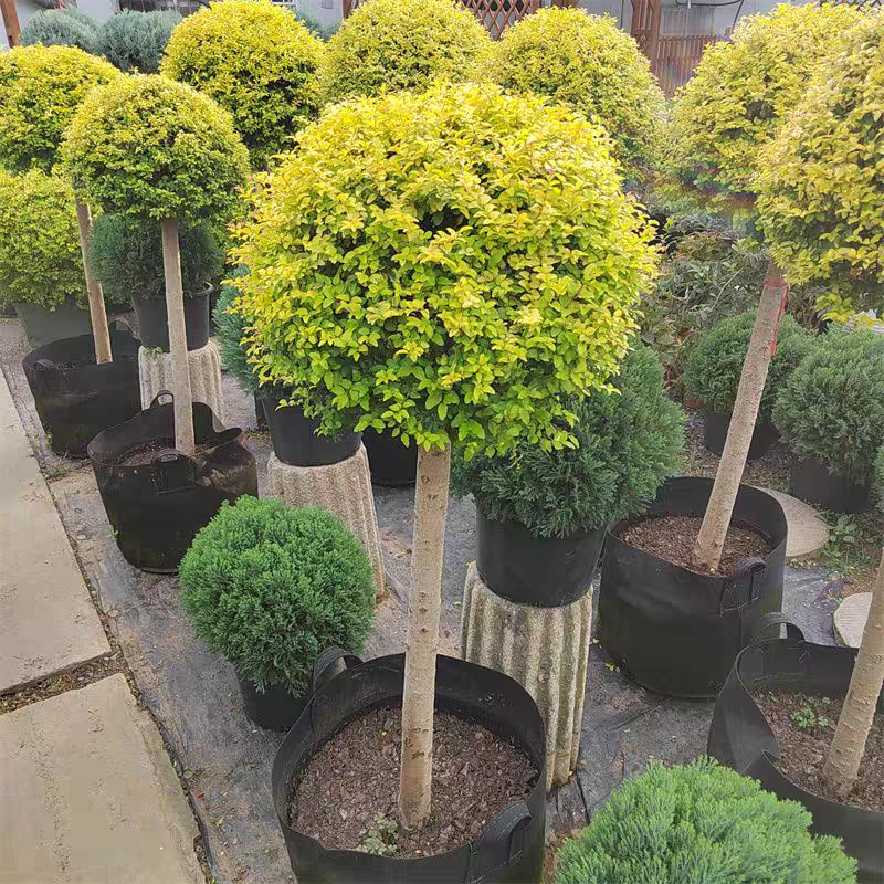 亮晶女贞造型树庭院花镜植物大型盆景别墅景观树地景树多头棒棒糖,淘宝优惠券,粉丝福利购,淘宝优惠卷