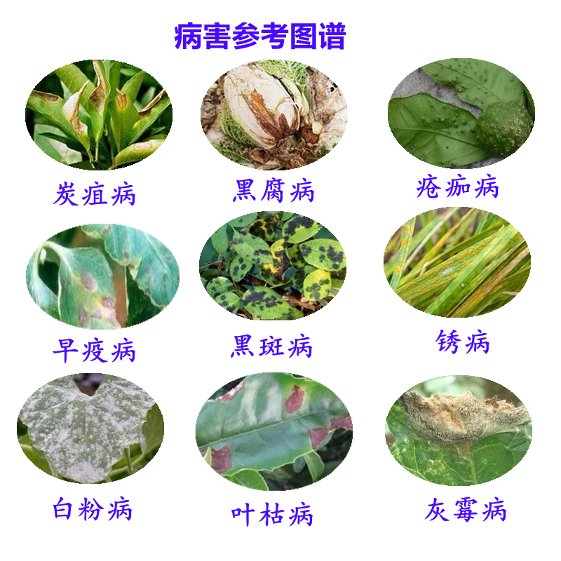 80%烯酰吗啉霜霉病专用药疫病黄瓜草莓重楼早晚疫黑胫农药杀菌剂 - 图2