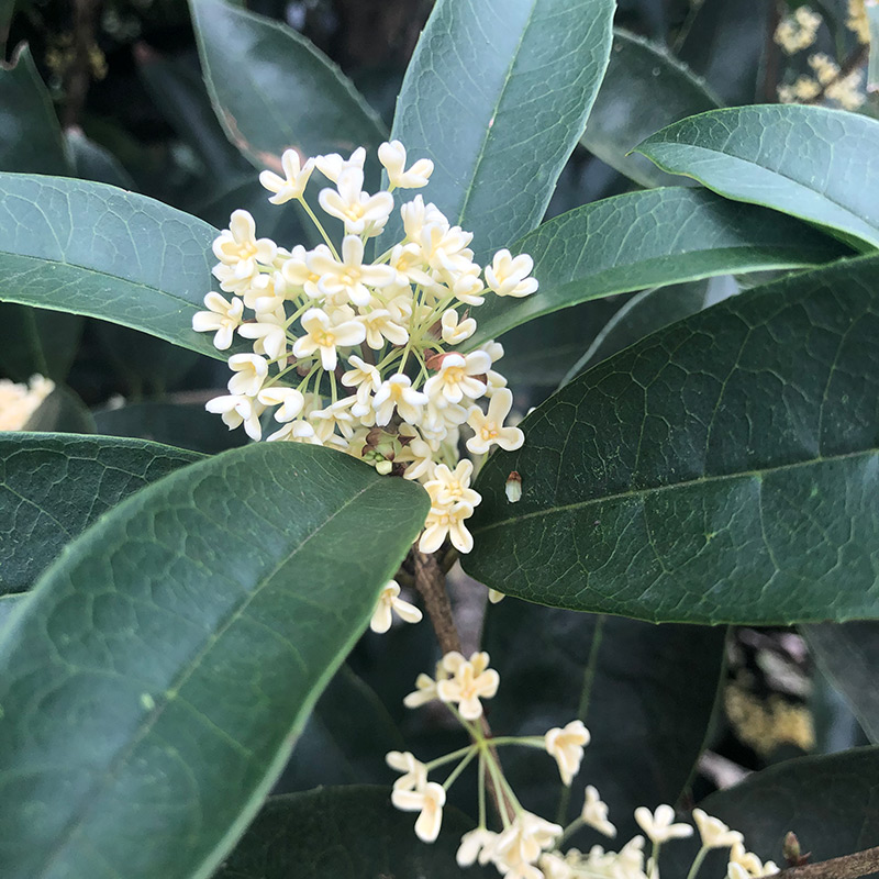 四季桂花盆栽浓香型佛顶珠天香台阁桂日香桂花四季开花庭院阳台 - 图0