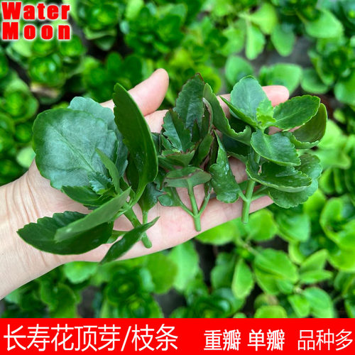满10元包邮 长寿花顶芽枝条易生根花期长花卉重单瓣大花盆栽花卉 - 图0