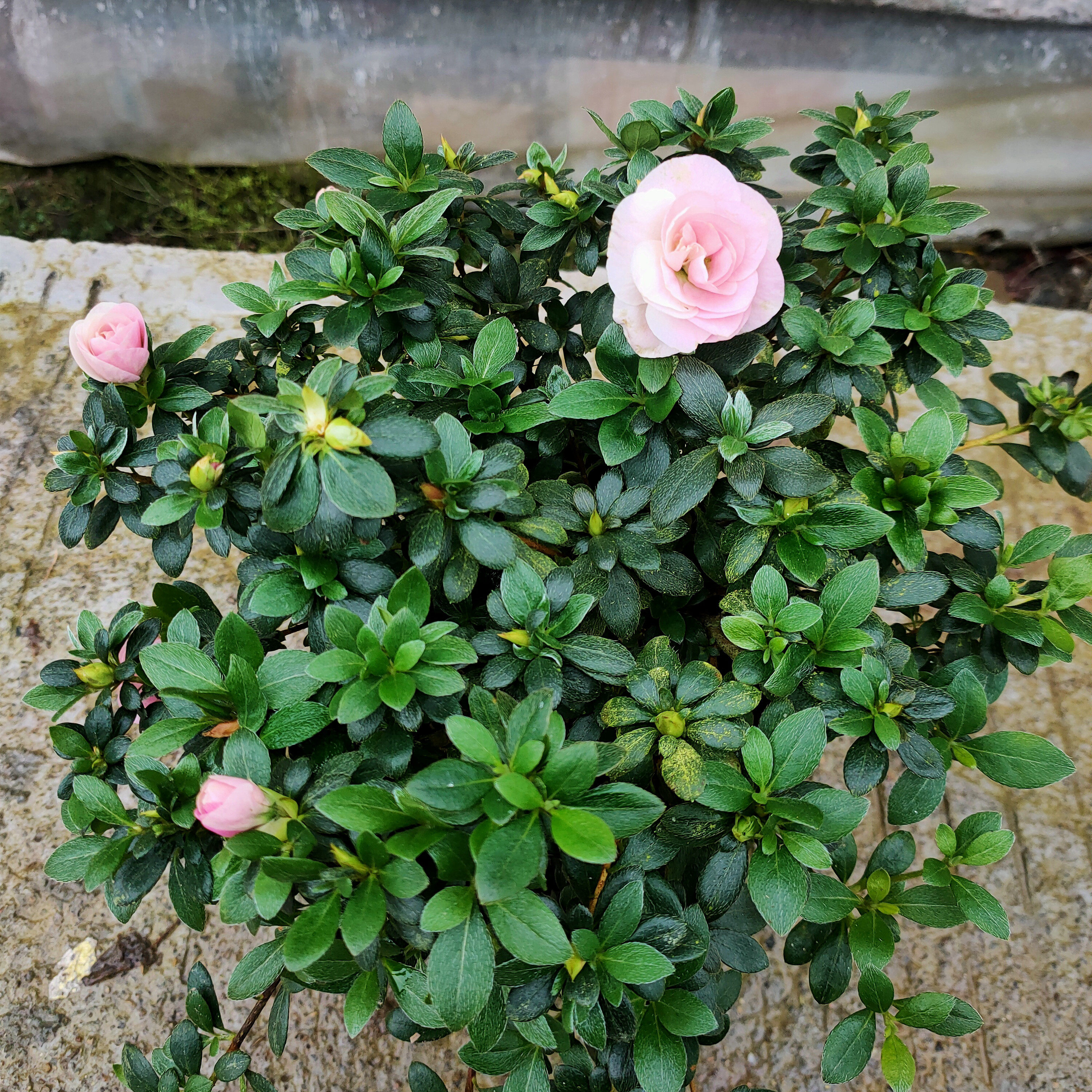 皋月杜鹃花耐寒耐热盆栽娟之舞一树多色耐旱四季开花植物好活桌面,淘宝优惠券,粉丝福利购,淘宝优惠卷