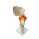 Joint ligament elbow demonstration hospital school model