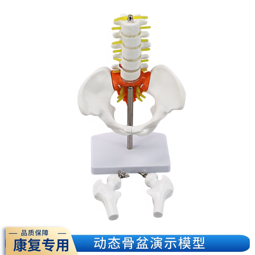 小型人体骨盆带五节腰椎带盆骨模型骨科脊柱脊椎模型 腰椎模型 - 图2