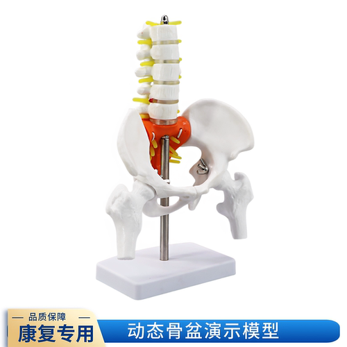 小型人体骨盆带五节腰椎带盆骨模型骨科脊柱脊椎模型 腰椎模型 - 图0