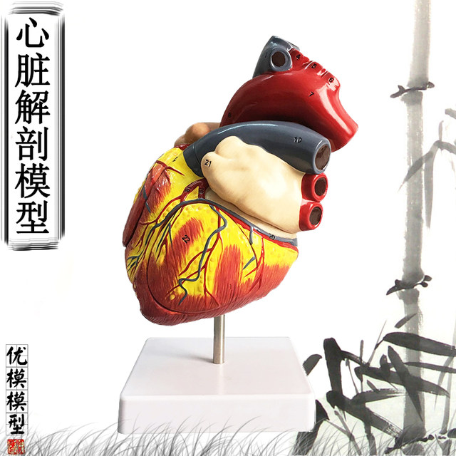 Standard anatomical removable simulated natural big heart model