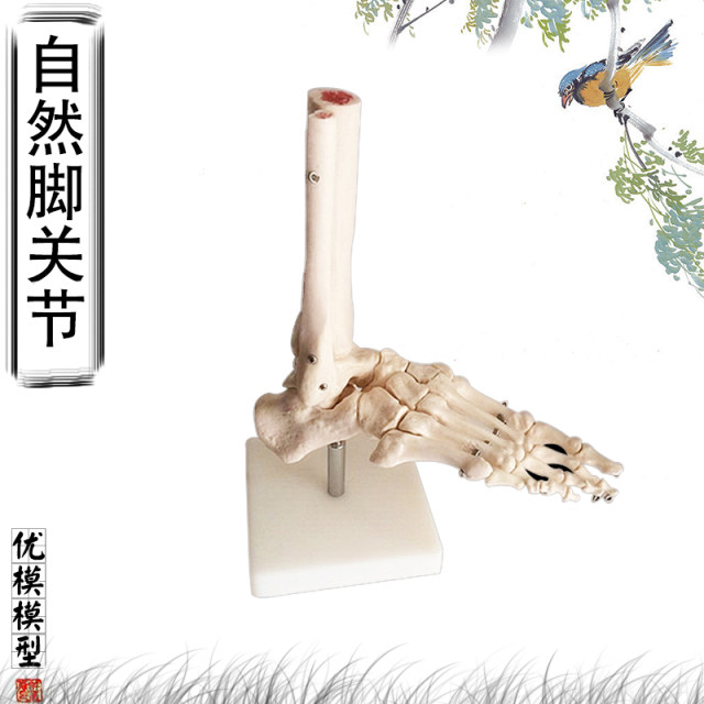 Joint ligament elbow demonstration hospital school model