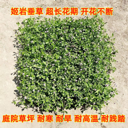 花镜地被植物草皮草皮中华景天金叶过路黄金佛甲草金莎曼姬岩垂草 - 图0