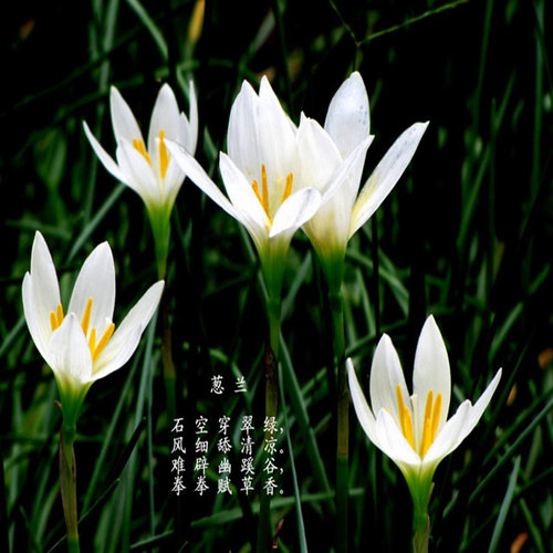 多年生花草葱莲地被植物葱兰盆栽花矮生花苗四季易种易活常绿花卉 - 图1