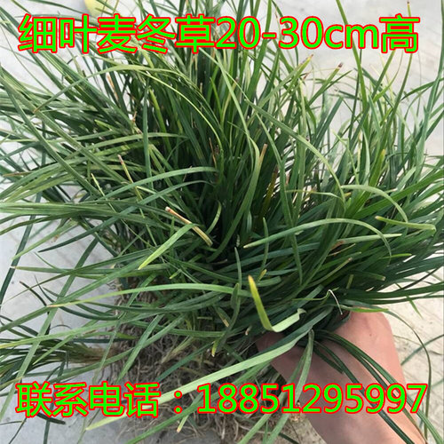 庭院草坪草皮麦冬草苗日本矮麦冬草玉龙草细叶沿阶草金边阔叶麦冬 - 图1