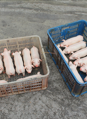 摆件馨雅轩玻璃钢庭院猪模型