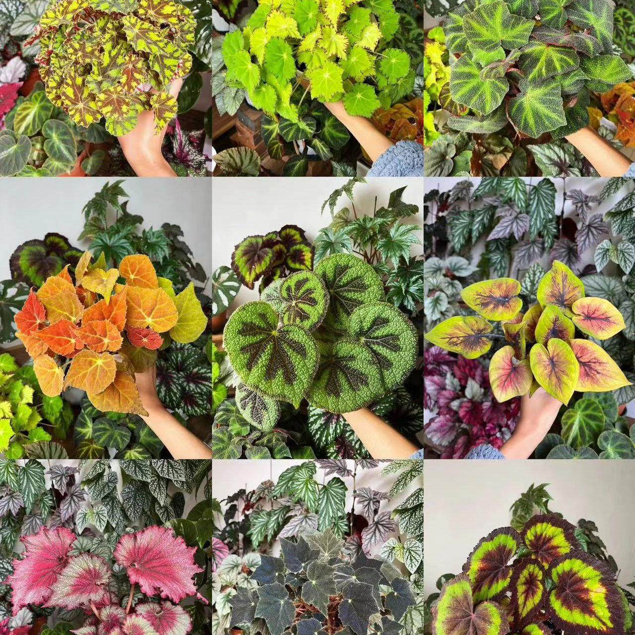 蟆叶秋海棠盆栽室内绿植彩叶芋观叶海芋热植垂丝海棠观叶植物花卉,淘宝优惠券,粉丝福利购,淘宝优惠卷