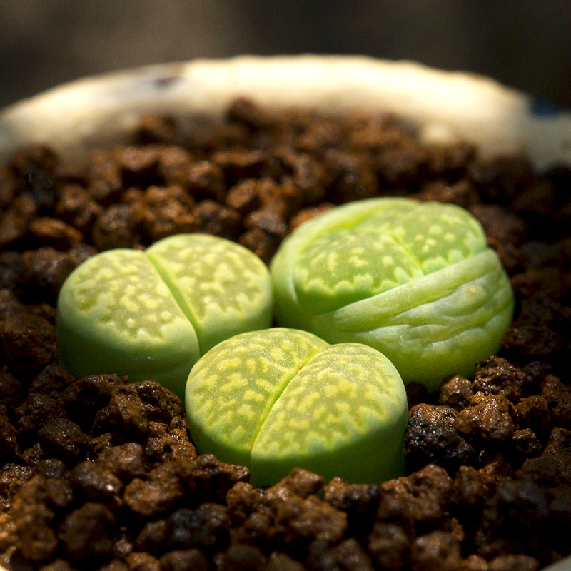 绿福来生石花多肉植物萌肉肉屁股花屁屁室内盆栽花陌派云南多肉 - 图0