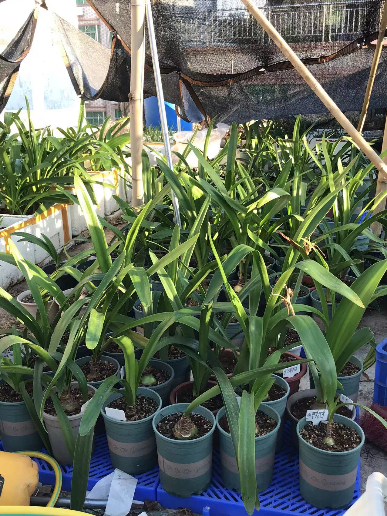 红宝石之星朱顶红球根植物花卉盆栽空气净化趣味