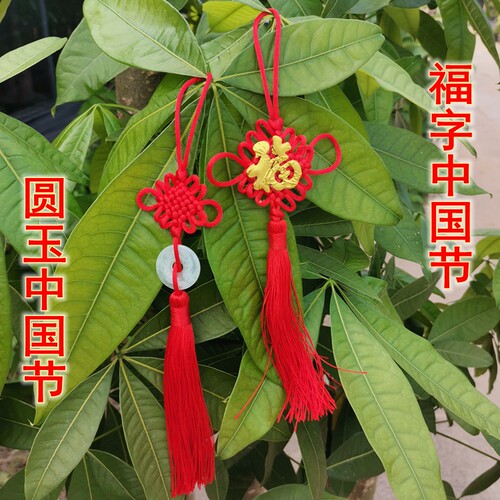 盆景金钱树发财树福发财小灯笼装饰品过新年喜庆植物树上红吊挂件 - 图2