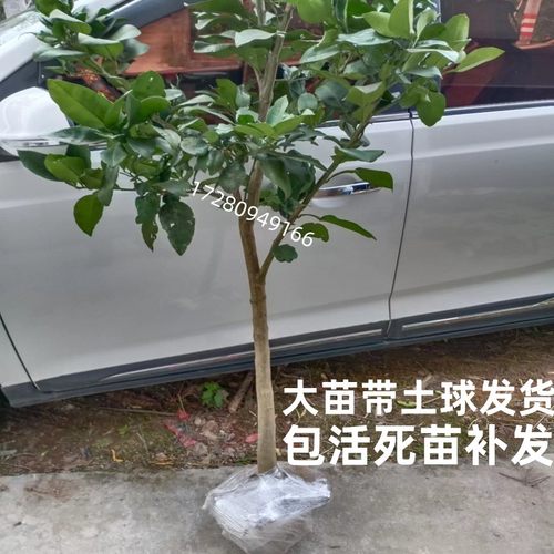 玉环文旦树苗南北方庭院别墅地栽柚子特大阳台盆栽嫁接苗当年结果-图1