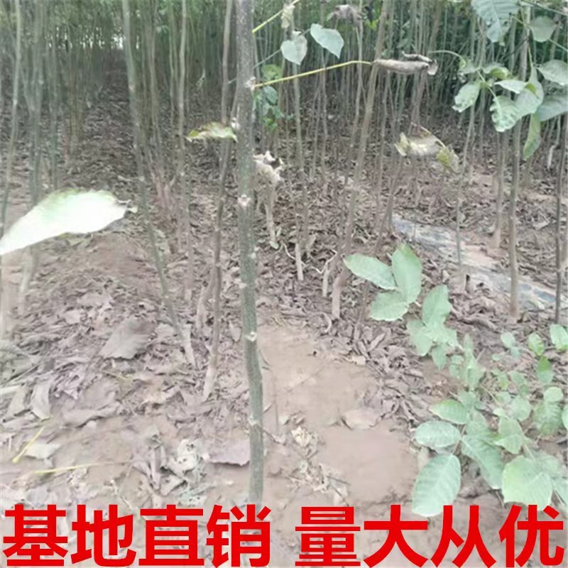 纸皮核桃树果苗185新疆南北方庭院地栽盆栽嫁接薄皮特大当年结果-图0