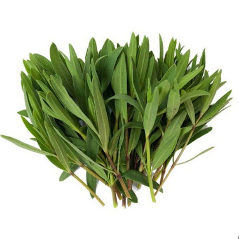 野生山苜楂菜山东野菜山菜蚂蚱菜山麻扎杂菜山麻楂新鲜现,淘宝优惠券,粉丝福利购,淘宝优惠卷