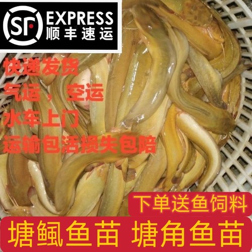 本地塘鲺皇妃三黄塘鲺胡子鲶鱼苗塘角鱼苗土塘鲺鱼苗塘虱淡水鱼苗 - 图3