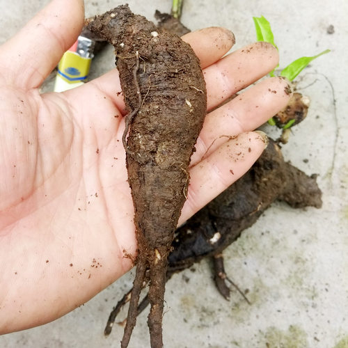 贵州深山钻入地老鼠 500g包邮新鲜中药材紫茉莉根胭脂花头种煲汤 - 图2