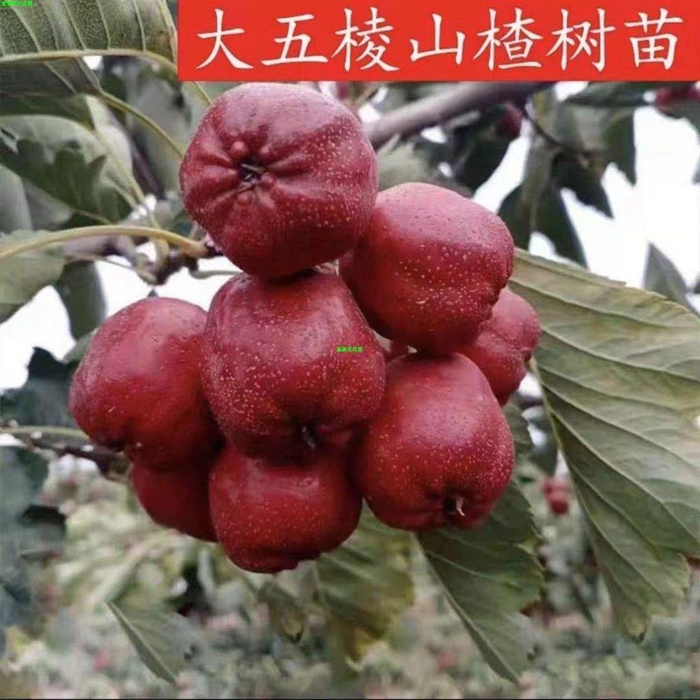 无籽特大果大五棱山楂树苗当年结果红果树苗红肉山楂树苗盆栽庭院 - 图2