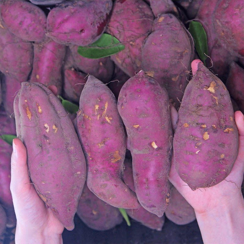 10斤正宗海南澄迈桥头富硒地瓜 果品康番薯