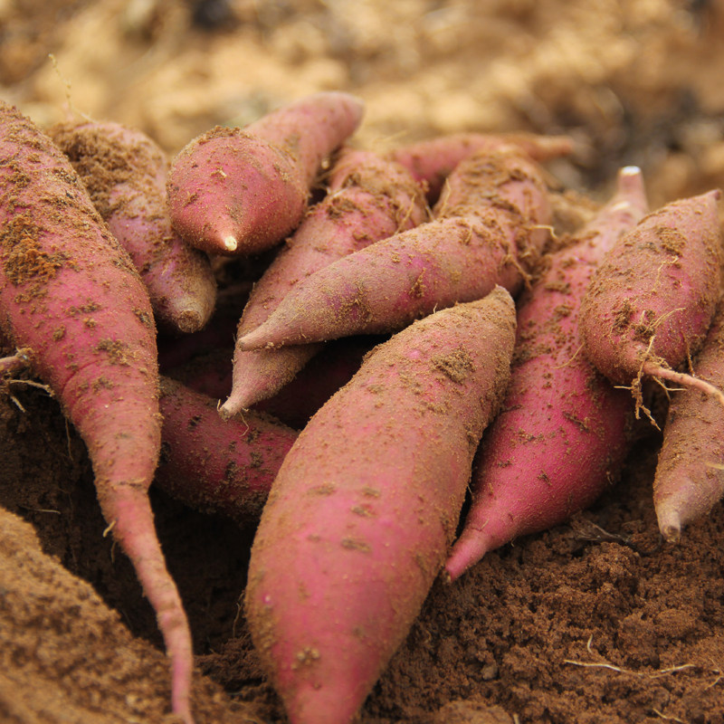 现挖新鲜蜜薯5斤甜地瓜 名滋园食品番薯