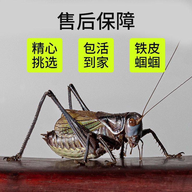 蝈蝈鸣虫活虫冬蝈蝈新脱天津特大号铁皮蝈蝈翡翠绿色蝈蝈大音量,淘宝优惠券,粉丝福利购,淘宝优惠卷