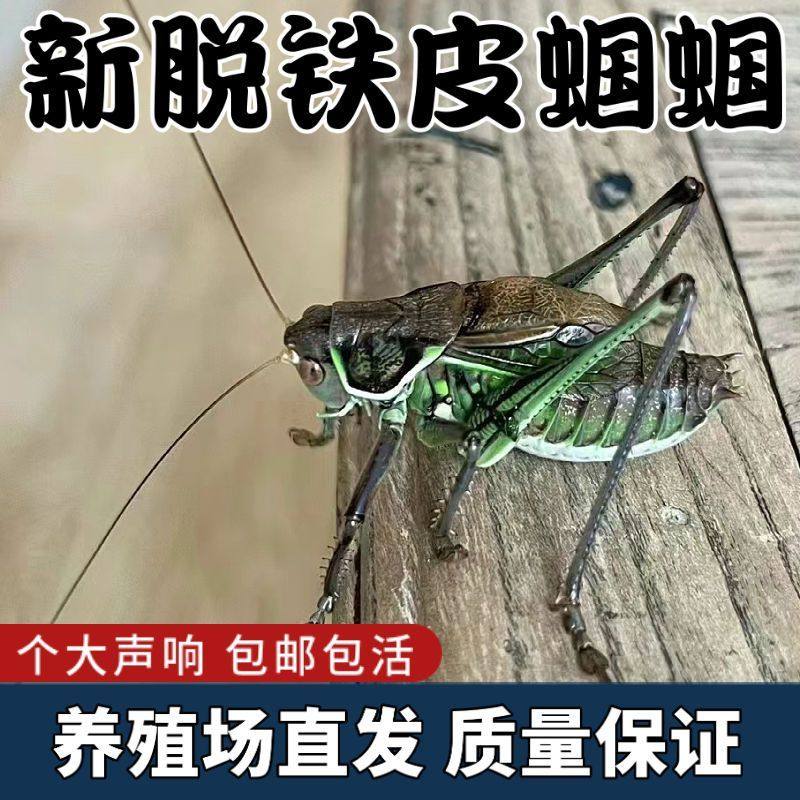 蝈蝈鸣虫活虫冬蝈蝈新脱天津特大号铁皮蝈蝈翡翠绿色蝈蝈大音量,淘宝优惠券,粉丝福利购,淘宝优惠卷