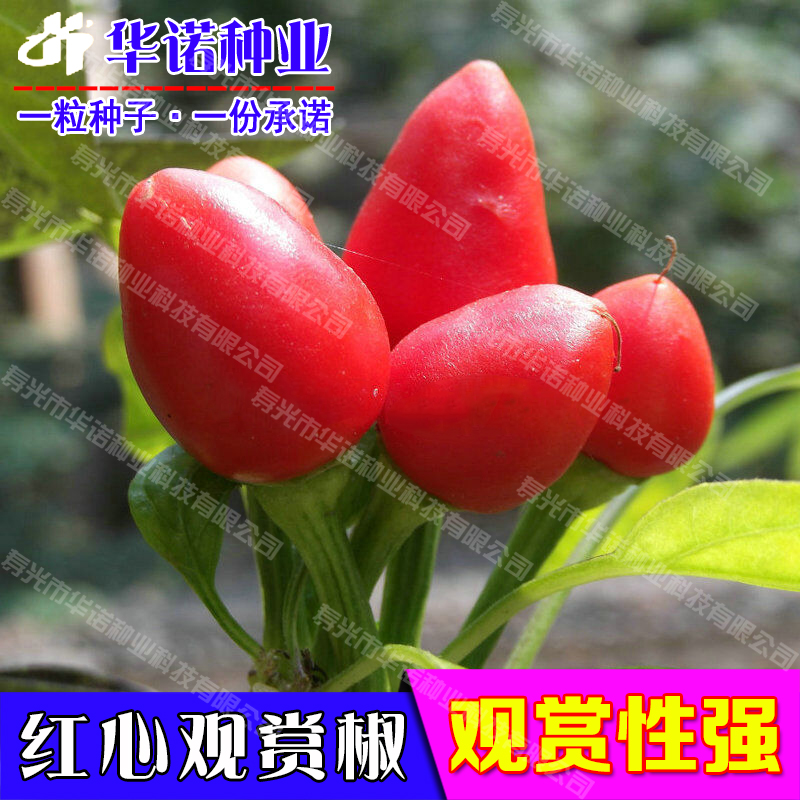 五彩观赏小辣椒种子种苗多彩小红辣椒种籽四季种植阳台盆栽蔬菜籽 - 图3