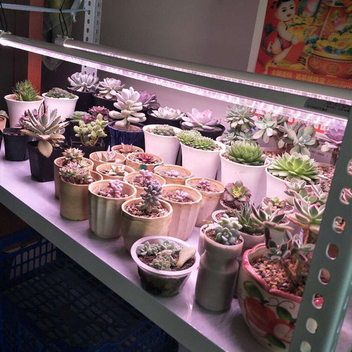 多肉植物补光灯防徒长双排芯片强劲上色led全光谱灯管过夏生长灯
