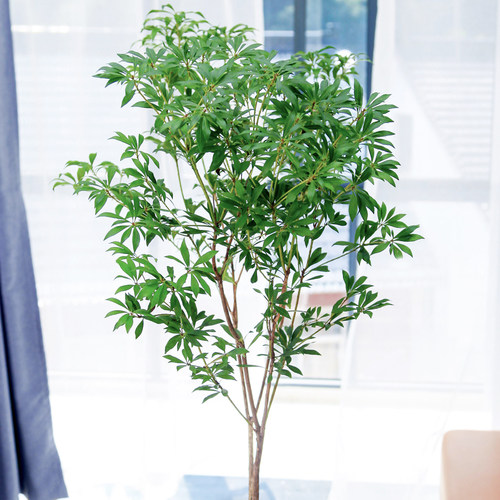 马醉木日本进口水培植物鲜切枝条室内客厅水养绿植北欧风顺丰包邮 - 图3