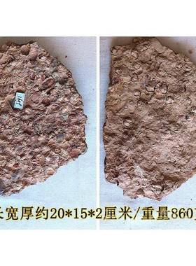 正品群聚共生彩色石燕贝海化石9摆放石材动物旧洋古生物科普标本