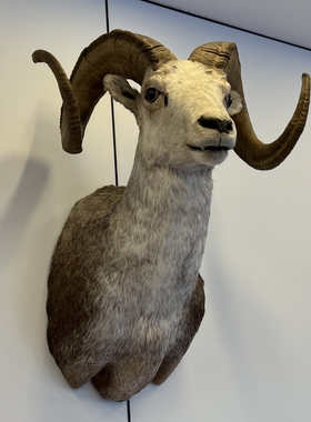 加拿大石羊头肩动物标本家居软装壁饰挂件别墅酒吧商业摆件装饰品