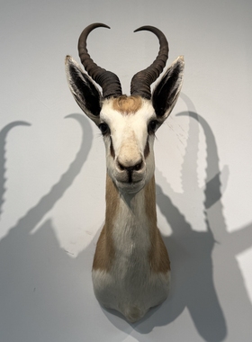 跳羚标本背景墙动物标本非洲进口