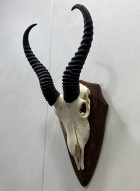 非洲进口真跳羚头骨装饰摆件收藏