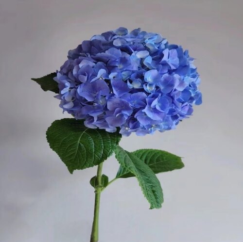 9.9元鲜花包邮  云南昆明鲜花基地直发红玫瑰花鲜切花向日葵批发 - 图1