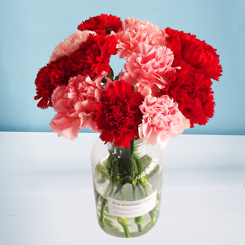 康乃馨云南批发送妈妈送老师长辈家养鲜切花速递家庭花瓶插花,淘宝优惠券,粉丝福利购,淘宝优惠卷