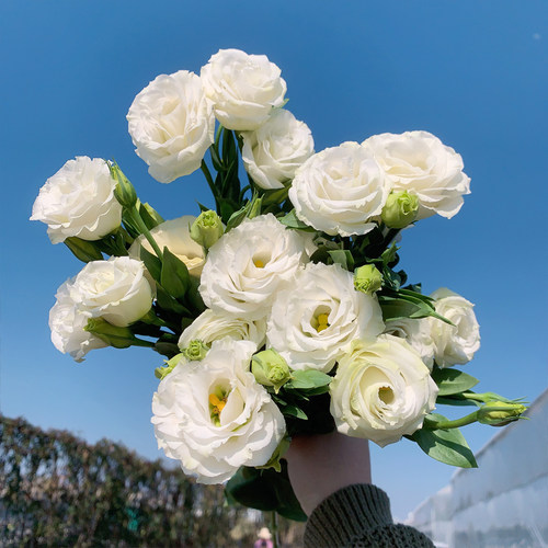 鲜花云南直发玫瑰花郁金香康乃馨向日葵洋牡丹洋桔梗荔枝玫瑰 - 图3