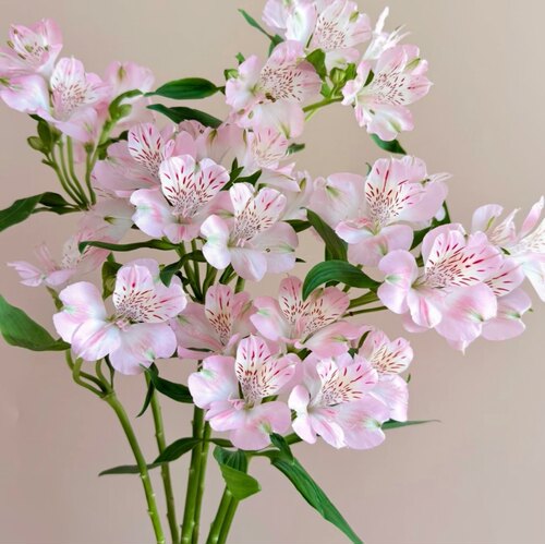 9.9元鲜花包邮  云南昆明鲜花基地直发红玫瑰花鲜切花向日葵批发 - 图3