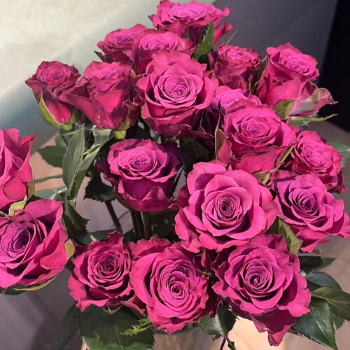 超稀有蓝莓单头玫瑰花云南昆明直发水养鲜切花礼物鲜花（小花型） - 图1