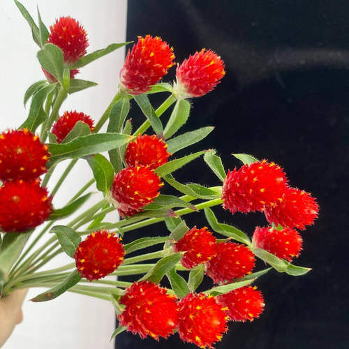 千日红小菊三文鱼高山羊齿向日葵鲜花花瓶插花云南直发洋甘菊家用 - 图0