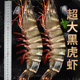 New arrival! Ice-free net weight extra large black tiger shrimp SF