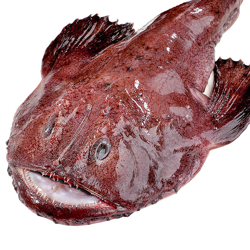 安康鱼新鲜蛤蟆鱼魔鬼鱼鲜活深海鱼大嘴鱼无小刺鱼肝鱼肚海鲜水产,淘宝优惠券,粉丝福利购,淘宝优惠卷