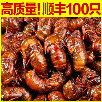 Fresh know the monkey 2023 wholesale live frozen gold cicadas know the living silkworm cicadas pupa-climbing fork Monkey knots the turtle Shunfeng