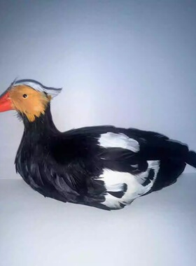 仿真赤嘴潜鸭摆件花园装饰假山园艺动物摆件羽毛工艺摆演出道具