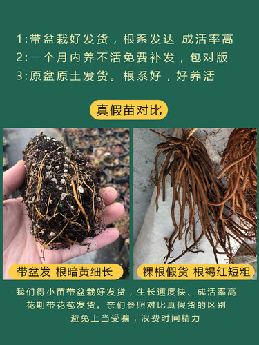 铁线莲爬藤植物庭院阳台耐寒花苗乌托邦银币多季攀援花卉盆栽开花 - 图0