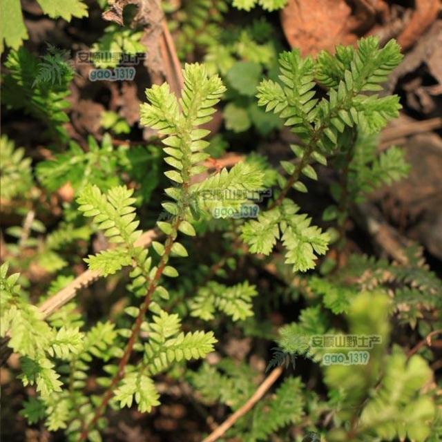 山野选集 兰花盆面植物翠云草 情人草幸福草 蓝翠云 卷柏5个品种 - 图2