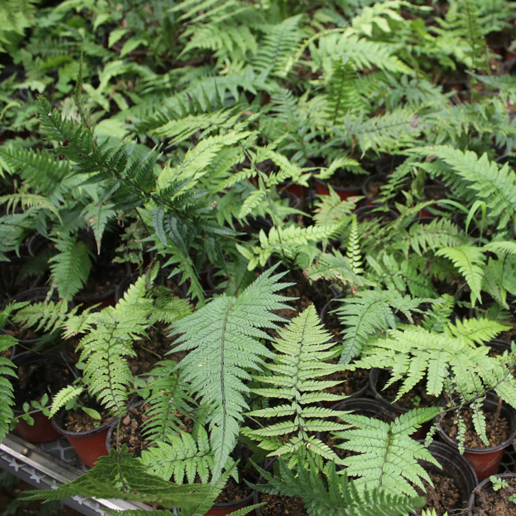 山野选集【对马耳蕨】中小型蕨类植物茎直立喜阴湿耐旱土生雨林缸-图2