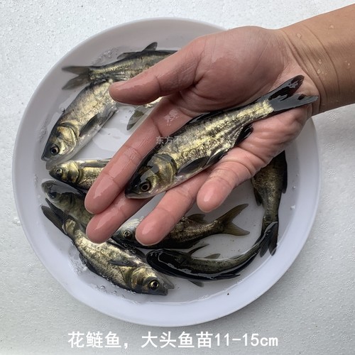 大花鲢鱼苗大头鱼胖头鱼雄鱼鲢鳙鱼淡水养殖活体食用小鱼饲料鱼苗 - 图2